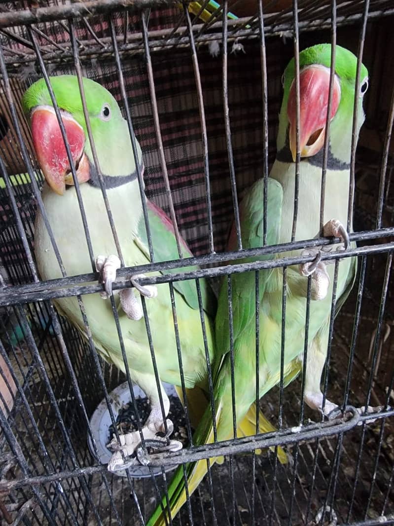 Raw/ green parrots available for sale [ Location Islamabad] 6