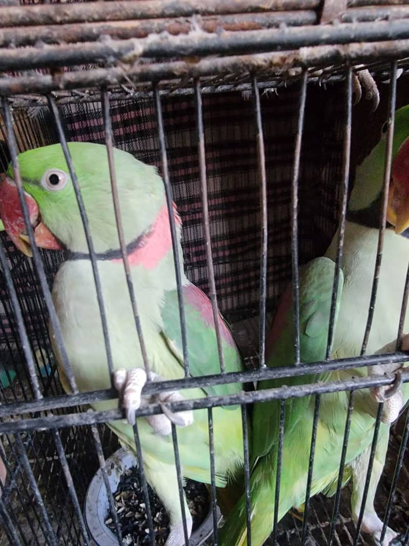 Raw/ green parrots available for sale [ Location Islamabad] 7