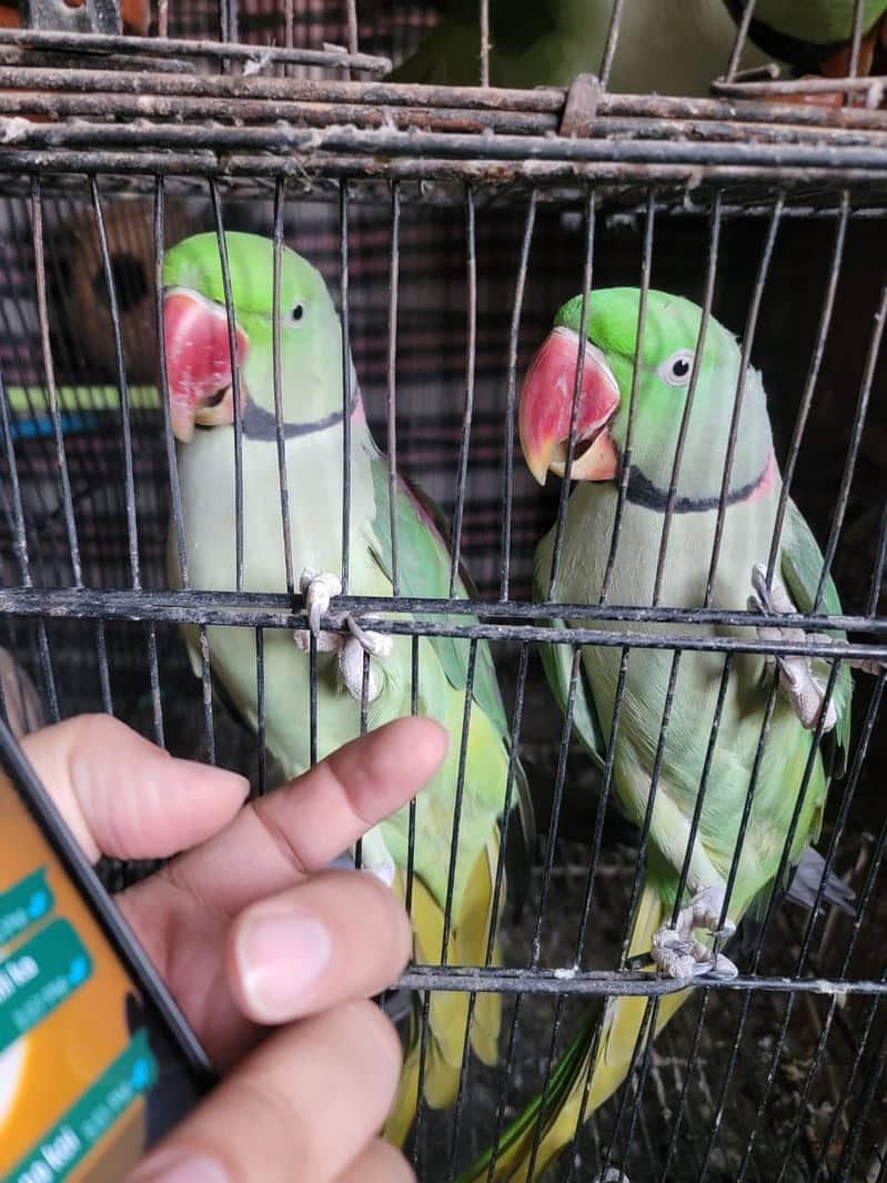 Raw/ green parrots available for sale [ Location Islamabad] 8