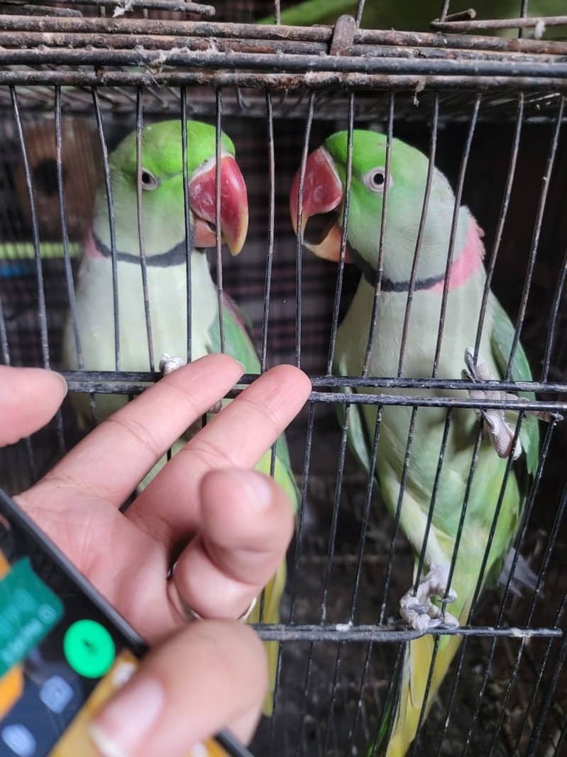 Raw/ green parrots available for sale [ Location Islamabad] 9