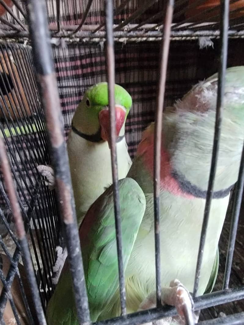 Raw/ green parrots available for sale [ Location Islamabad] 10