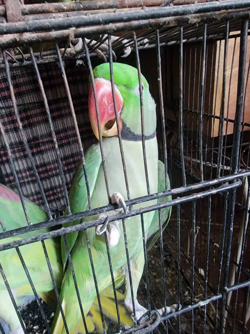 Raw/ green parrots available for sale [ Location Islamabad] 11