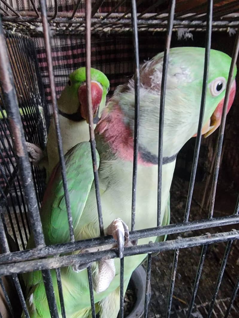 Raw/ green parrots available for sale [ Location Islamabad] 12