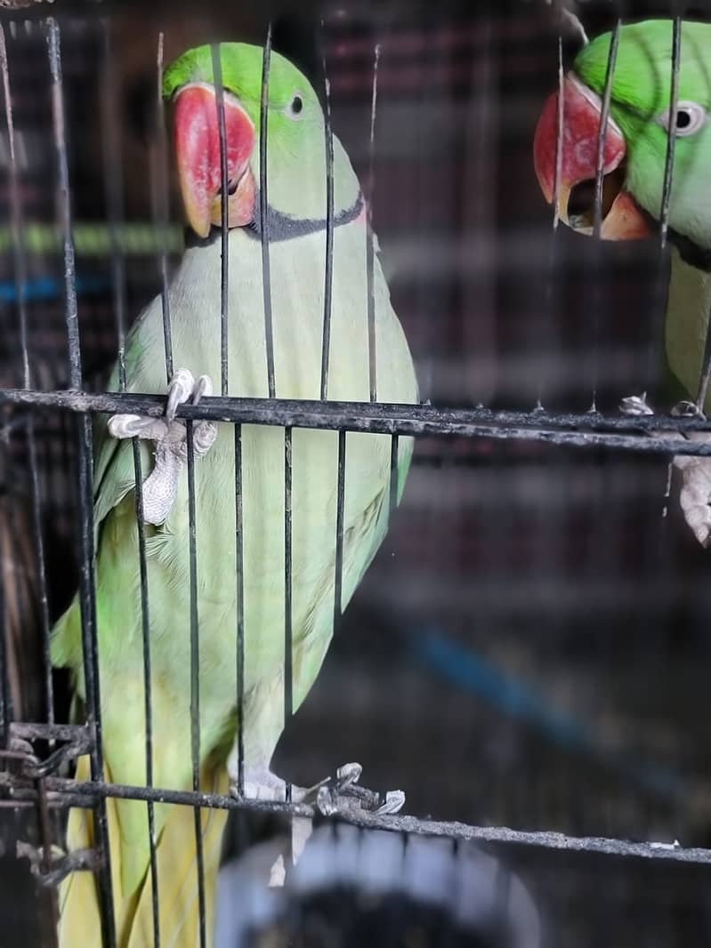 Raw/ green parrots available for sale [ Location Islamabad] 13