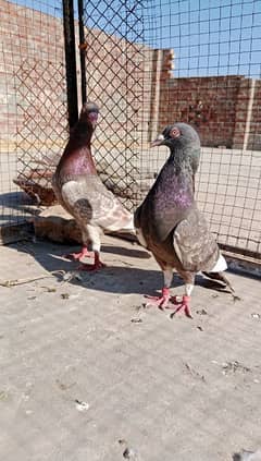 Danish pair 2000 sherazi Bredr female 1000