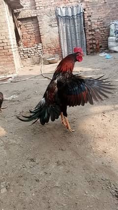 Desi hens pair pure Desi aseelmurga murgi patha pathi and aseel chicks