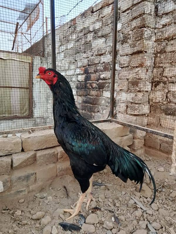 Lasani X Cross sindhi for sale 0