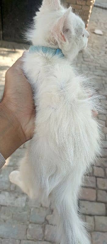 persian male cat 2