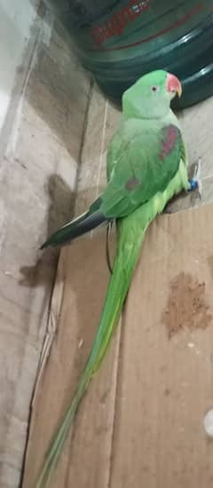 raw parrot /very long tail /female