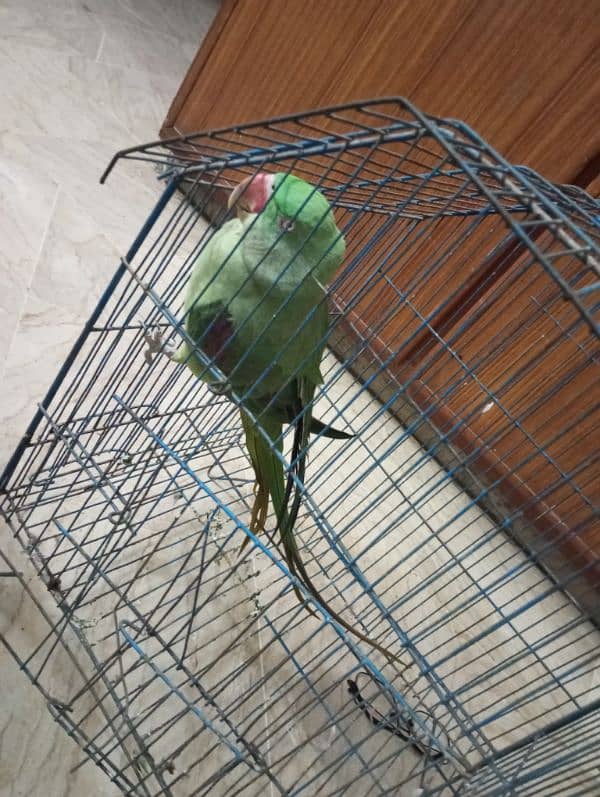 raw parrot /very long tail /female 1