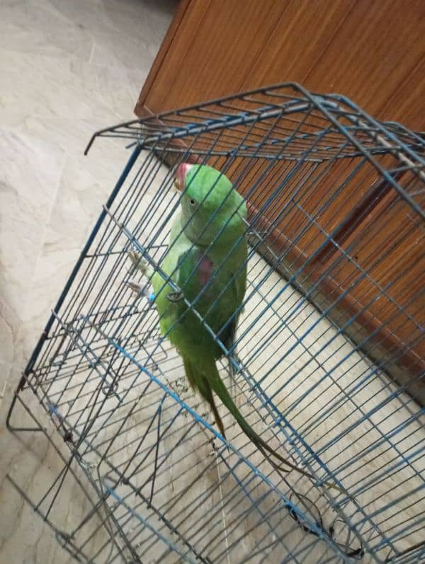 raw parrot /very long tail /female 2