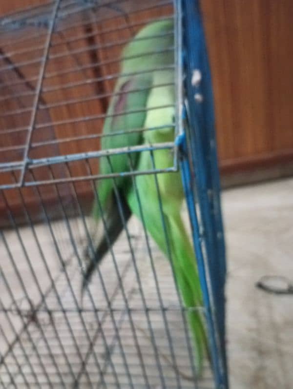 raw parrot /very long tail /female 3