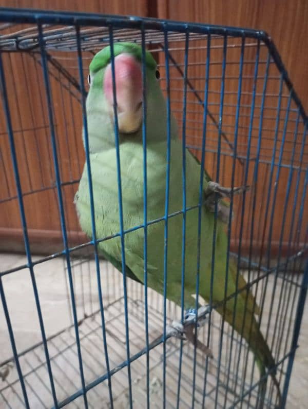 raw parrot /very long tail /female 5