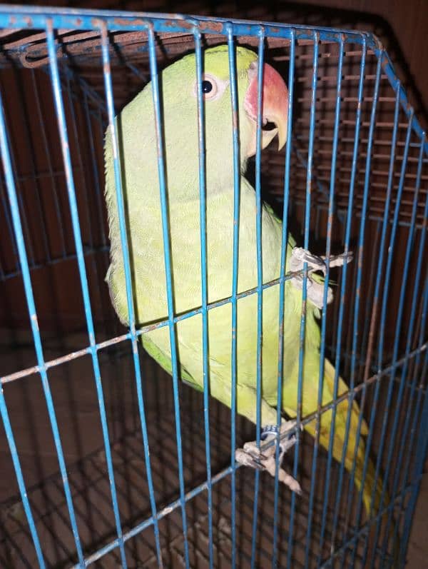 raw parrot /very long tail /female 6