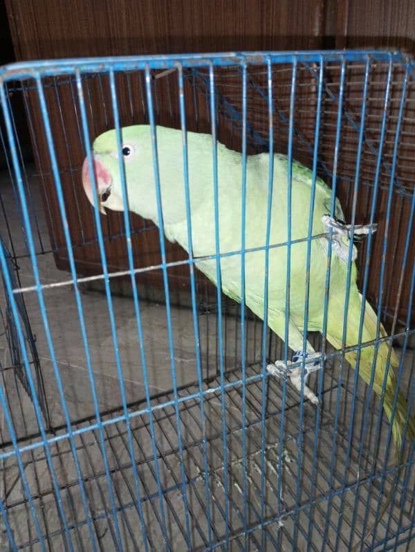 raw parrot /very long tail /female 7