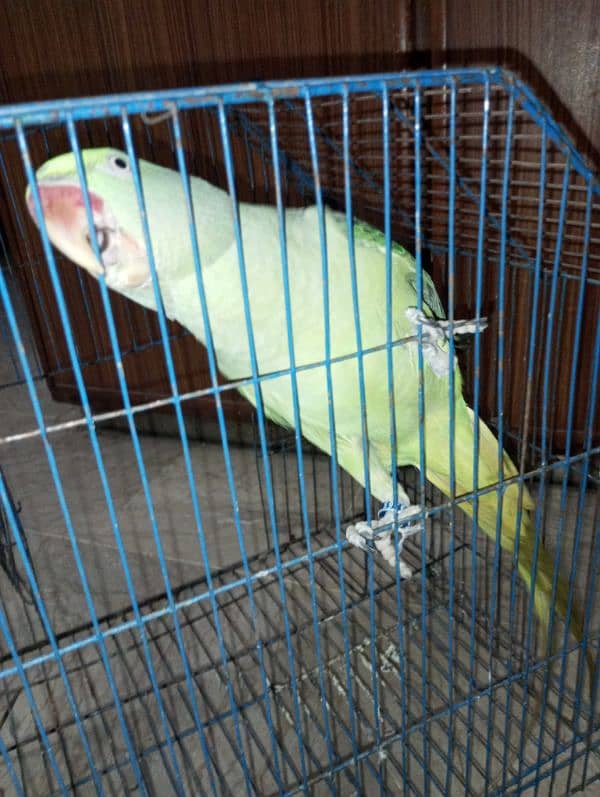 raw parrot /very long tail /female 8