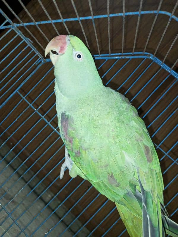 raw parrot /very long tail /female 9