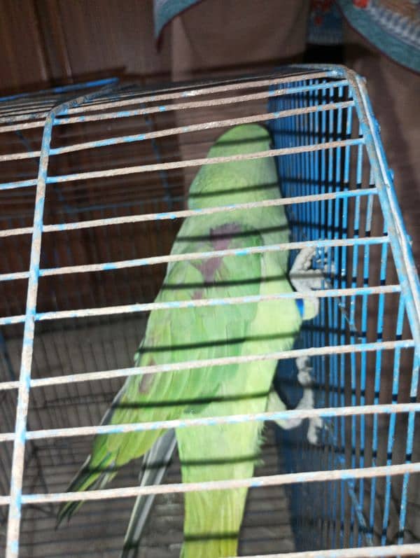 raw parrot /very long tail /female 10