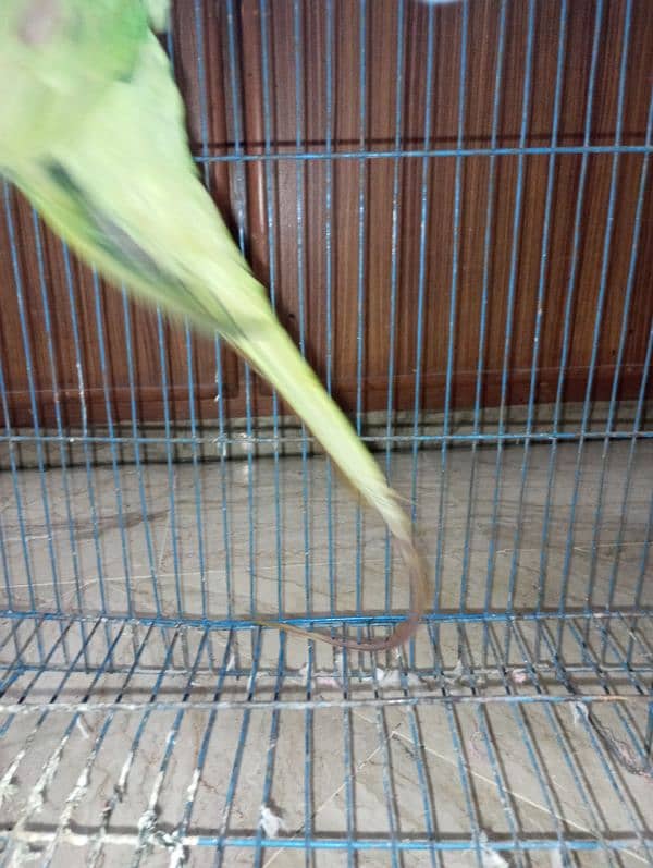 raw parrot /very long tail /female 11