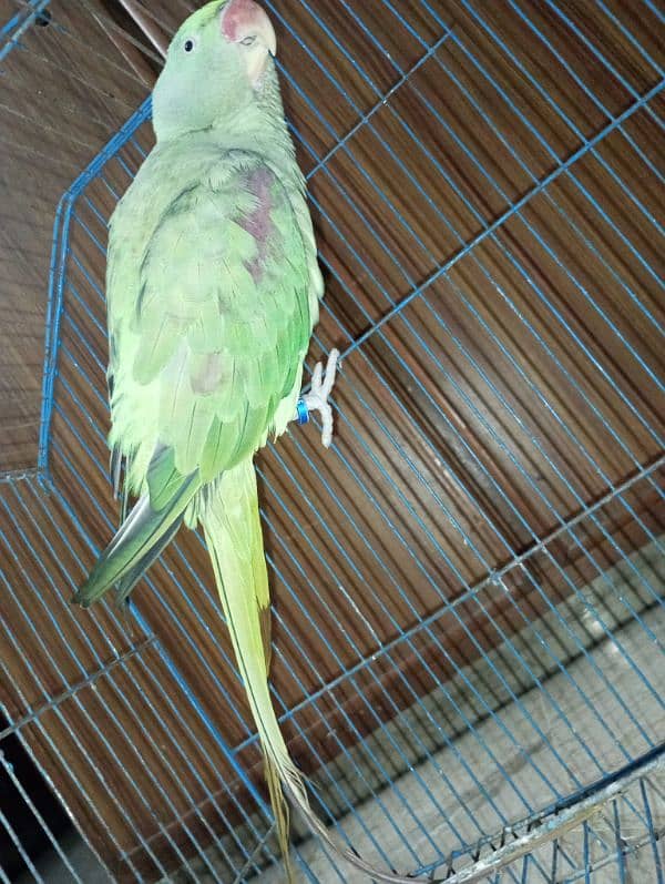 raw parrot /very long tail /female 12