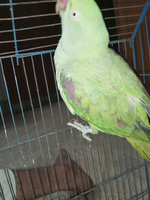 raw parrot /very long tail /female 13