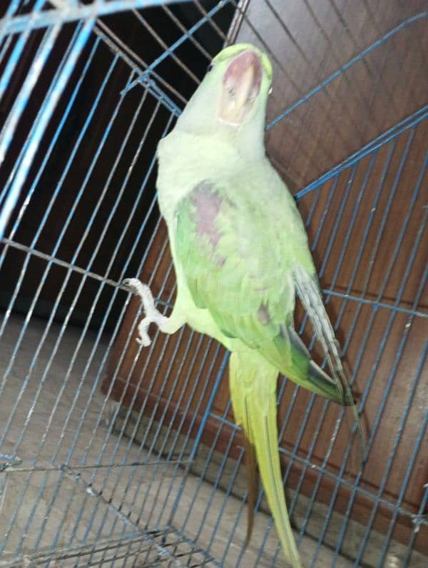 raw parrot /very long tail /female 14