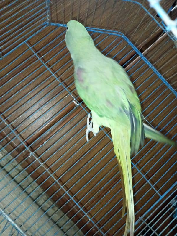 raw parrot /very long tail /female 15