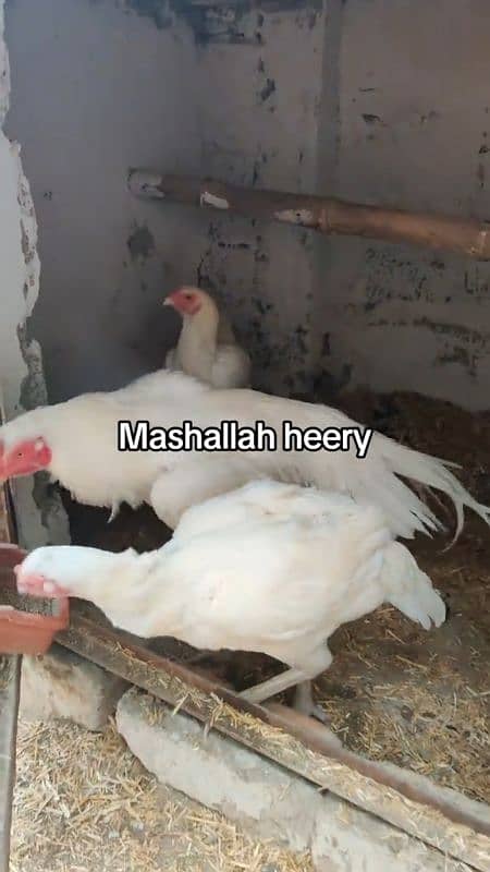 eggs or chicks available all amroha lassani heera 0