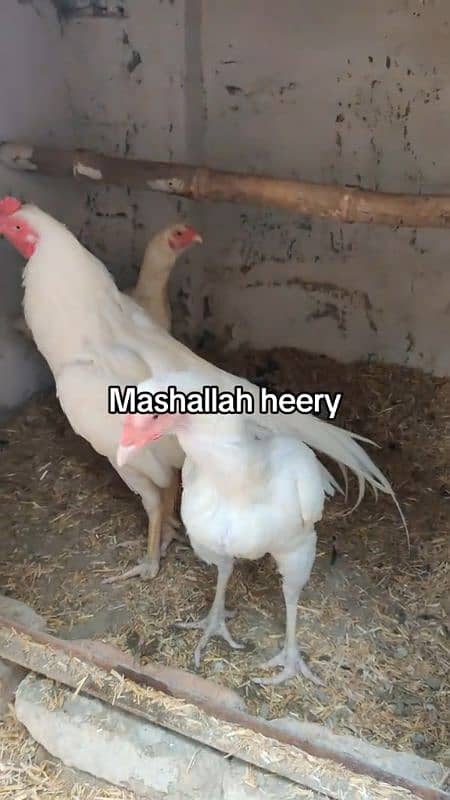 eggs or chicks available all amroha lassani heera 1