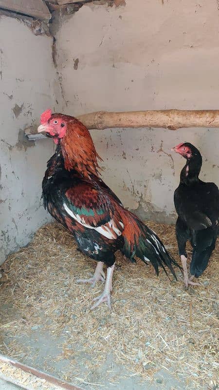 eggs or chicks available all amroha lassani heera 3