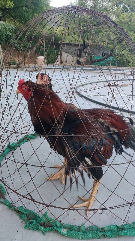 eggs or chicks available all amroha lassani heera 6