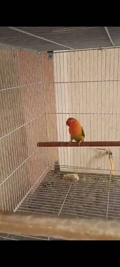 Ringneck ,Green euwing opaline female, Cocktail breeder males  budgies