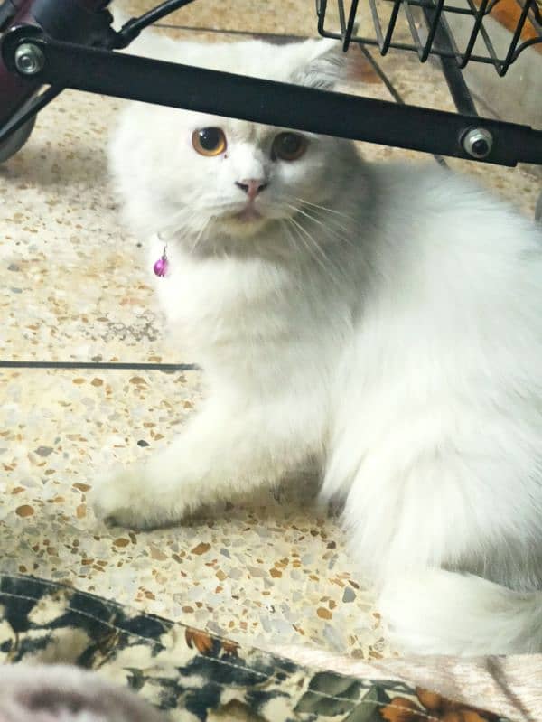 Male cat 9 months old for contact (03200439571) 0