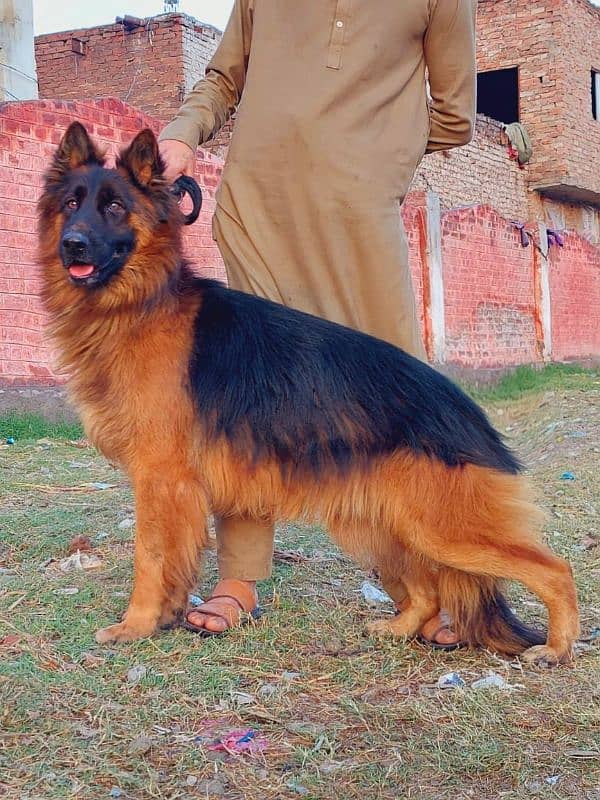 German Shepherd mail for sale call on 0318,4661884 0