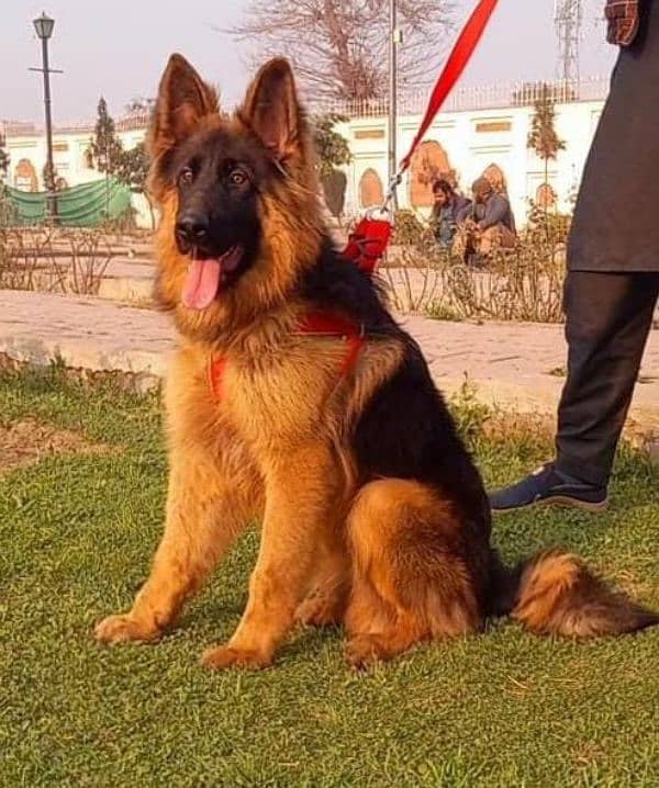 German Shepherd mail for sale call on 0318,4661884 1