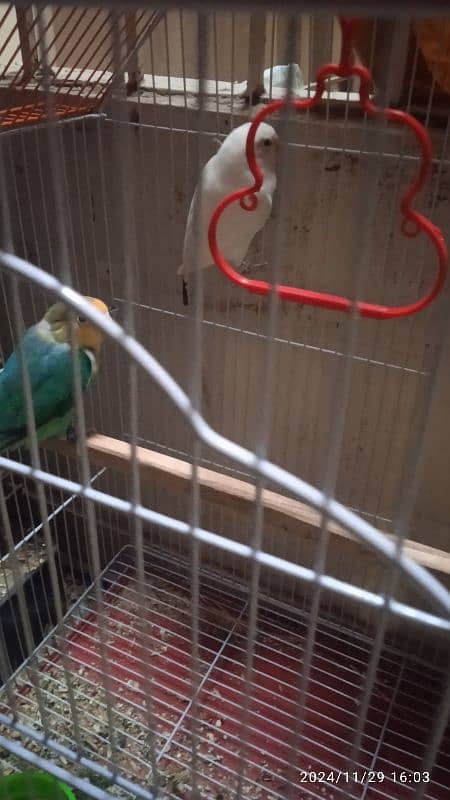 lovebirds with cage. dilute opaline and ino split. price negotiable . 2