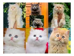 Persian hamalian british punch face piki face cat's and kitten's