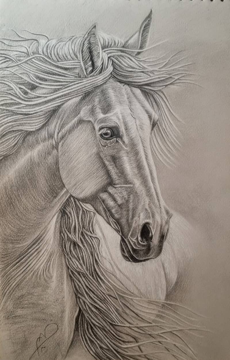 Horse portrait Drawing 0