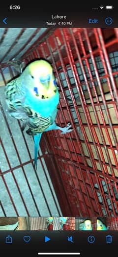 hogoromo single flower budgie for sale or exchange with love bird