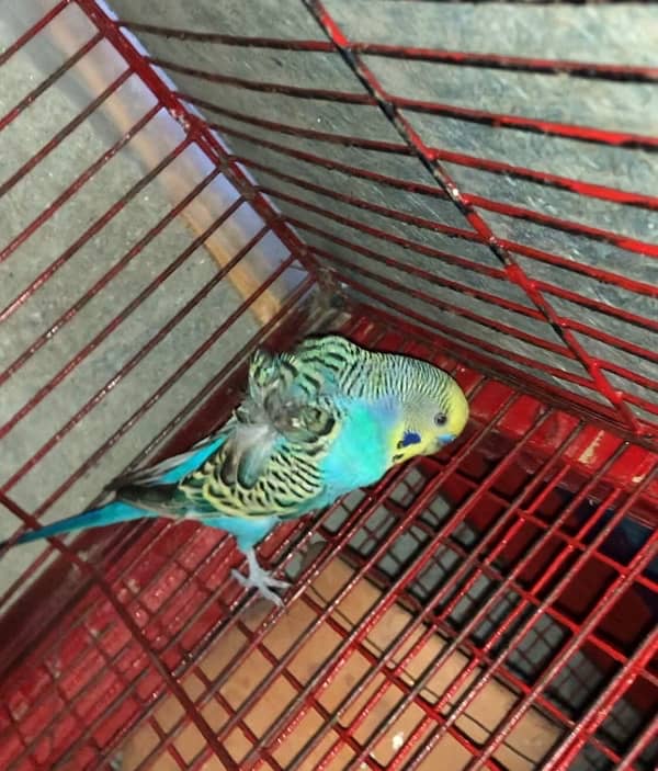 hogoromo single flower budgie for sale or exchange with love bird 5