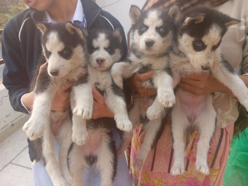 Husky Puppies | Wooly Coat | Siberaian Huskys | Healthy & Active 0