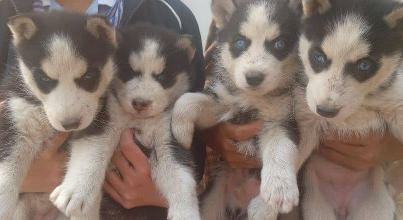 Husky Puppies | Wooly Coat | Siberaian Huskys | Healthy & Active 1