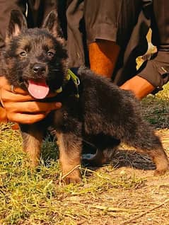 German Shepherd puppy