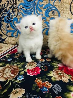 Persian Cats Pair White male brown Female