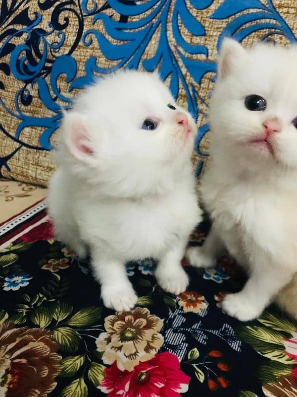 Persian Cats Pair White male brown Female 1