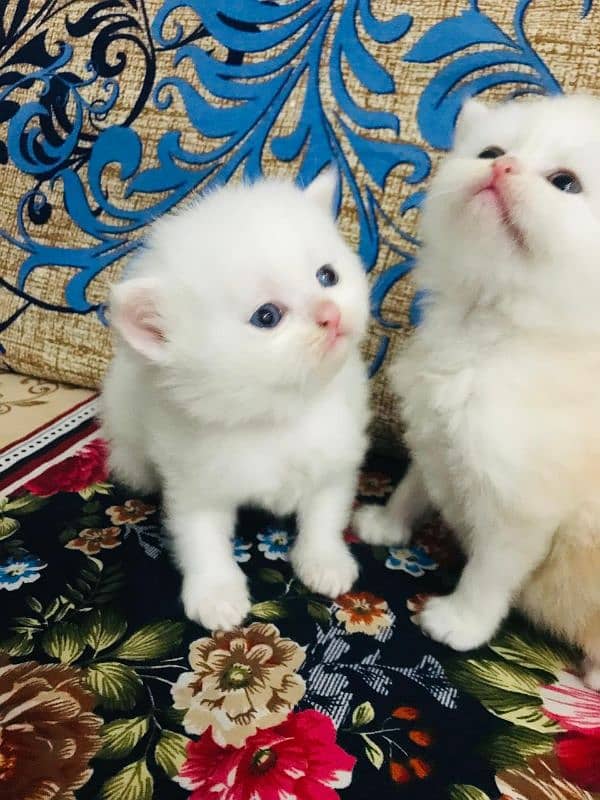 Persian Cats Pair White male brown Female 2