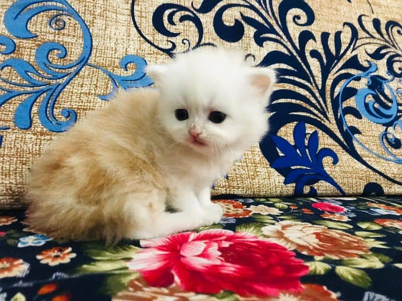 Persian Cats Pair White male brown Female 3