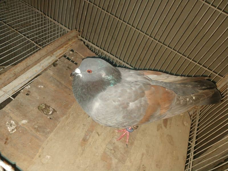 lrayya k kabootar Gola pigeon 3