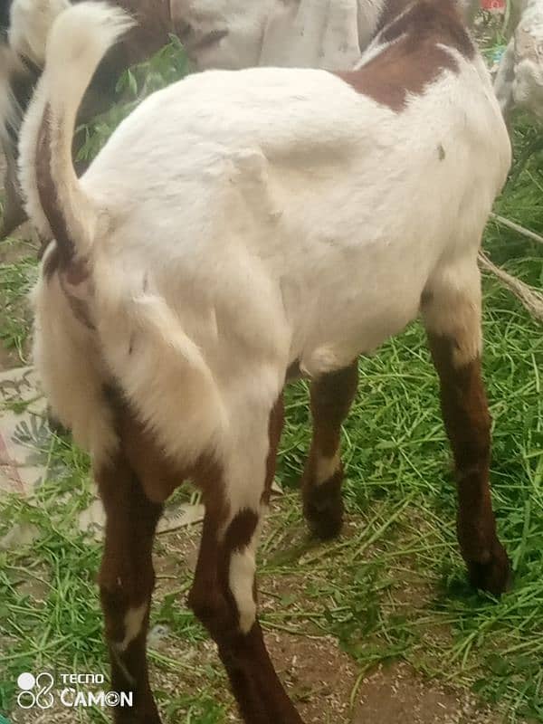 Punjab bakra03472510798 5