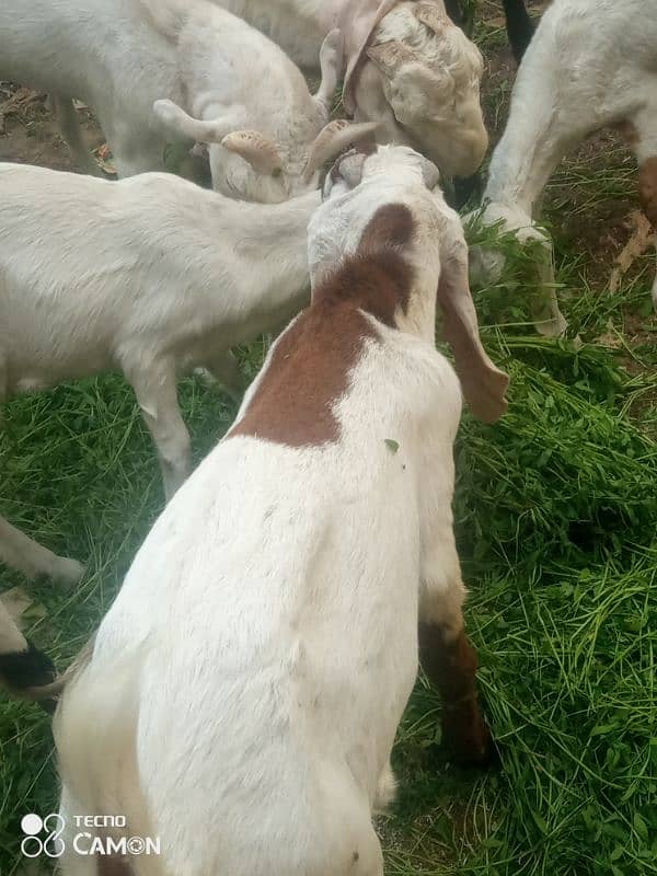 Punjab bakra03472510798 11